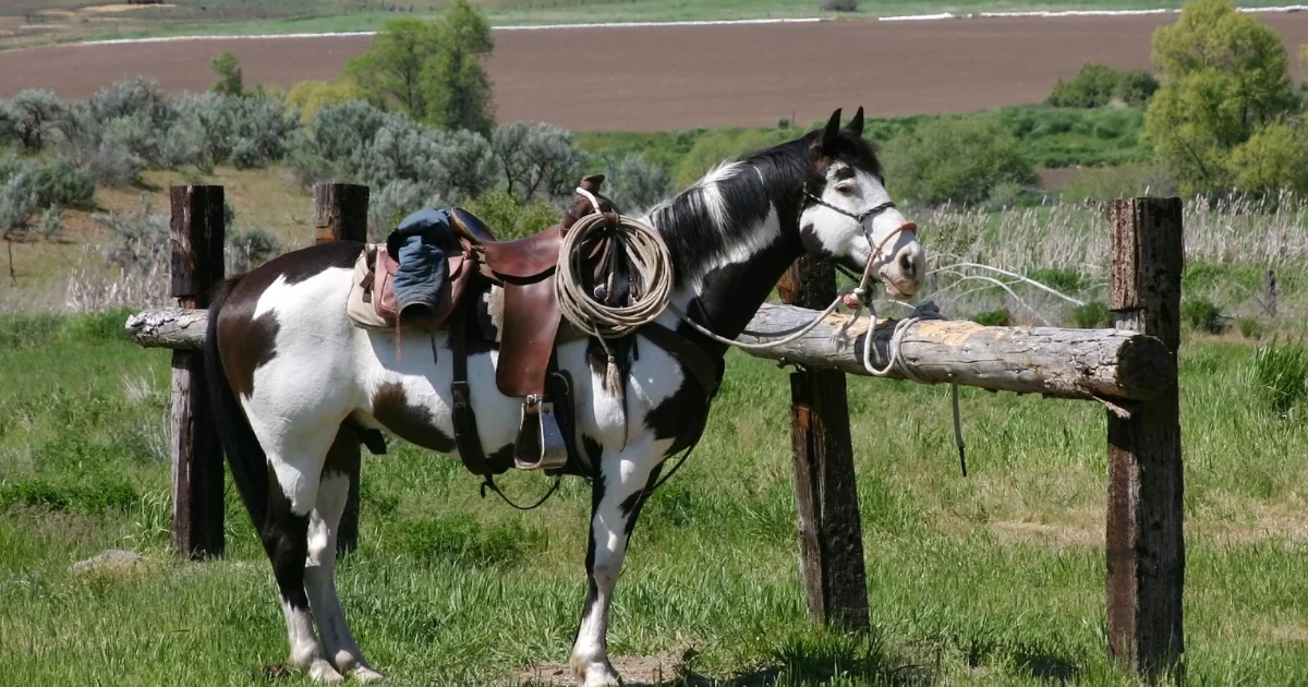 Types of western saddles